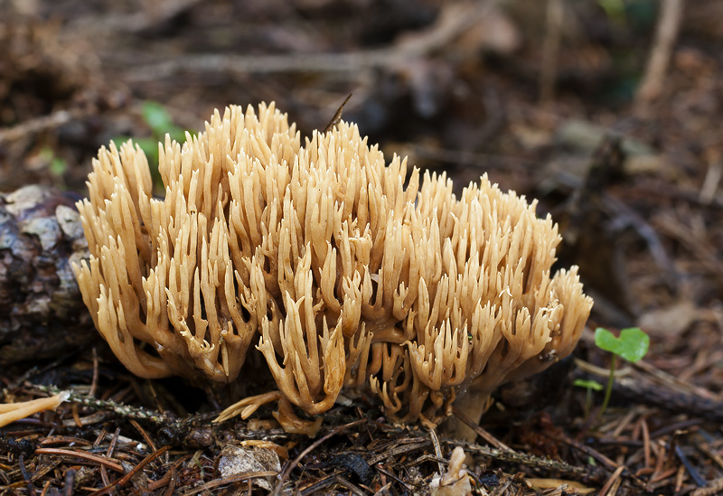 Ramaria eumorpha